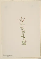 Zonder titel - Plantenstudie