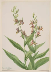 Zonder titel - Plantenstudie