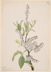 Zonder titel - Plantenstudie