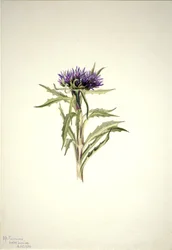 Zonder titel - Plantenstudie