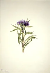 Zonder Titel--Plantenstudie, 1904