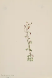 Ongetiteld--Plantstudie, 1905