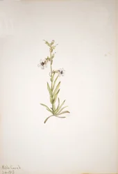 Zonder Titel--Plantenstudie, 1917