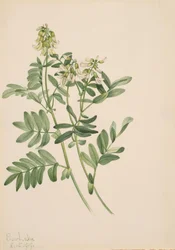 Zonder Titel--Plantenstudie, 1919