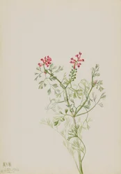 Zonder Titel--Plantenstudie, 1922