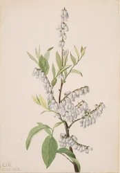 Zonder Titel - Plant Studie, 1923