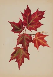 Zonder titel (herfstbladeren)