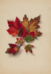 Zonder titel (herfstbladeren)