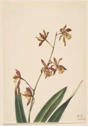 Zonder titel (Bloemstudie)