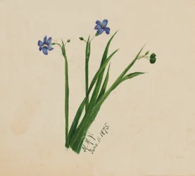 Zonder titel, 1875
