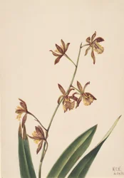 Ongenoemde Bloemenstudie, 1924