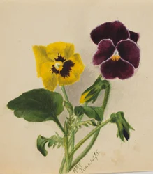 Zonder titel Viooltjes