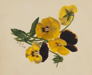 Ongetitelde viooltjes