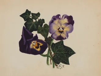 Zonder titel: Viooltjes en klimop