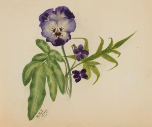 Naamloze Viooltje