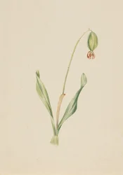 Naamloze Plantstudie, ca. begin jaren 1930