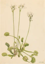 Venusvliegenvanger Dionaea muscipula, 1918