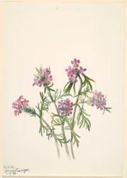 Vervain (Verbena wrightii)