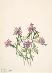 IJzerhard Verbena wrightii, 1938