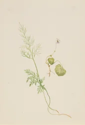 Moerasviooltje, ca. 1917-1918