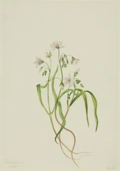 Virginia lentebode (Claytonia virginica)