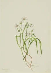 Virginia Springbeauty Claytonia virginica