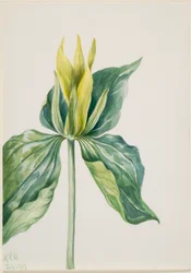 Wake-Robin (Trillium underwoodii)