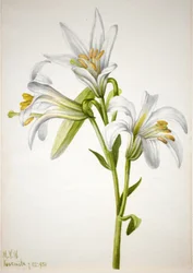Washington Lelie Lilium washingtonianum, 1933