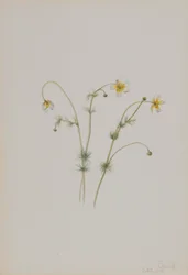 Moeraswolf (Batrachium trichophyllum)