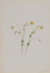 Waterranonkel Batrachium trichophyllum, 1918
