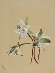 Waterlelies (Castalia odorata)