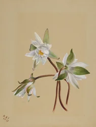 Waterlelies Castalia odorata, 1879