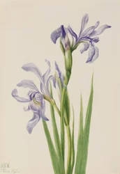 Westelijke Blauwe Vlag Iris missouriensis, 1933