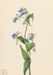 Westelijke blauwe klokjes Mertensia paniculata, 1920