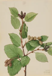Groene els (Alnus sinuata)