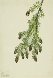 Westerse hemlock (Tsuga heterophylla)