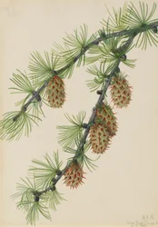 Westelijke lariks (Larix occidentalis)