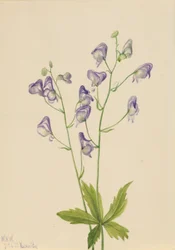 Westelijke monnikskap (Aconitum columbianum)