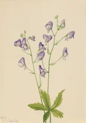 Westelijke monnikskap Aconitum columbianum, 1933