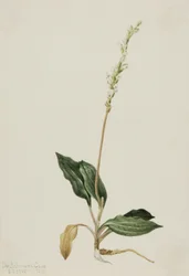 Westelijke ratelslang weegbree (Peranium decipiens)