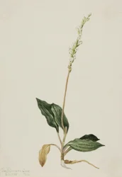 Westelijke ratelslang orchidee Peranium decipiens, 1905