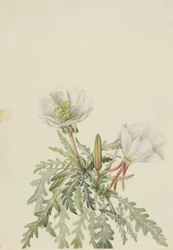 Witte teunisbloem (Pachyloplus marginatus)