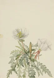 Witte dageroos Pachyloplus marginatus, n.d.