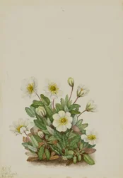 White Dryad (Dryas octopetala)