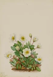 Witte Dryade Dryas octopetala, 1925