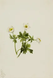 Witte globebloem Trollius albiflorus, 1899