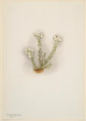 Witte heide (Phyllodoce grandiflora)