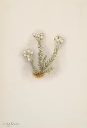 Witte Heide Phyllodoce grandiflora, 1901
