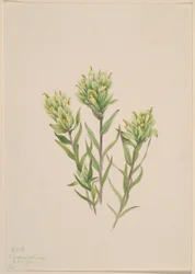 Witte verfkwast (Castilleja occidentalis)
