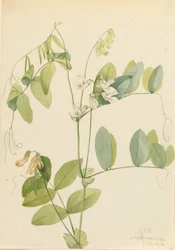 Witte Peul Lathyrus ochroleucus, 1920